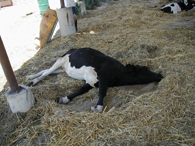 Why can’t that cow stand up?