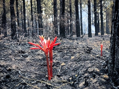Garden Route fires: Latest update