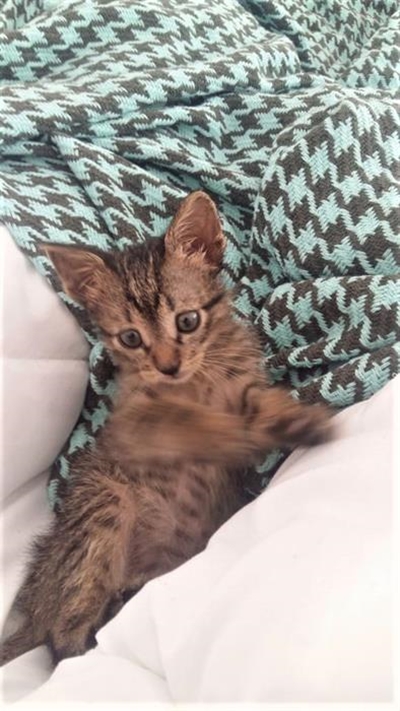 Touching story about kitten rescue