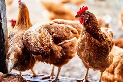 South Africa suspends poultry imports from Brazil amid avian influenza outbreak