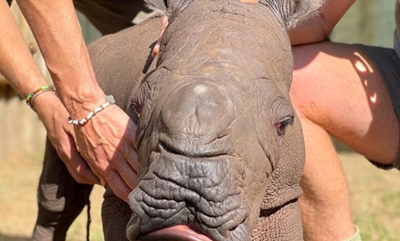 Another rhino calf rushed to Care for Wild for emergency treatment