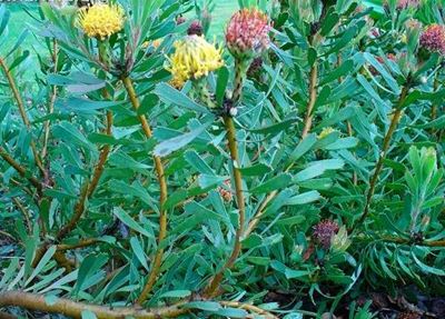 Plants and infotainment at botanical garden