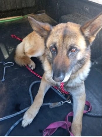Lost dog