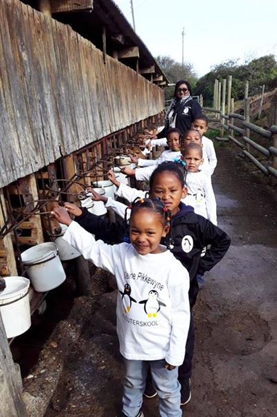 Pikkewyne kuier by plaasdiere