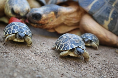 Critically endangered hatchlings for Easter