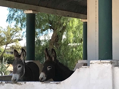 There’s a donkey on my stoep!