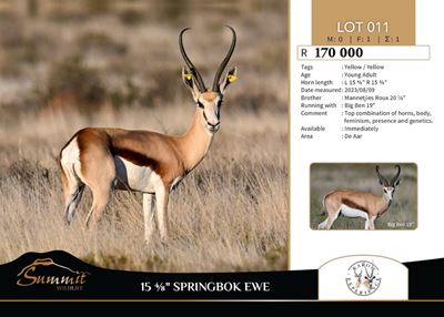 Springbok ewe hits record price of R170 000