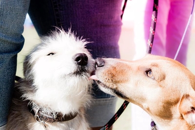 Dog show for man’s best friend