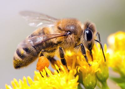 New strategy to protect honeybees