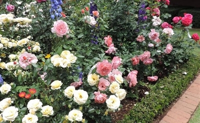 Unforgettable autumn roses