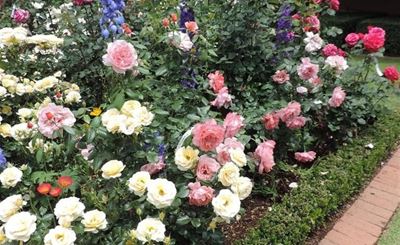 Unforgettable autumn roses