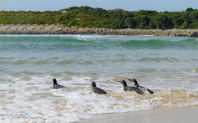 Four more penguins rescued and released
