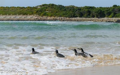 Four more penguins rescued and released