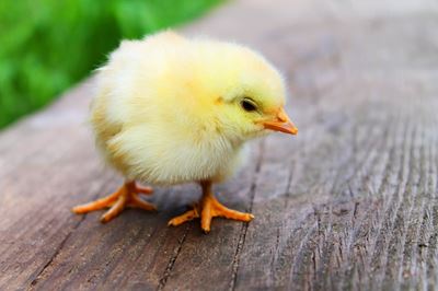 Using micro-organisms to improve profitability in poultry production