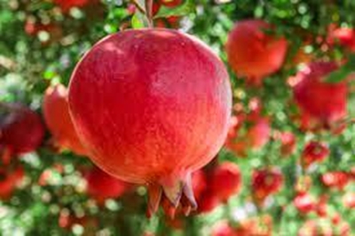 Grow an orchard at home