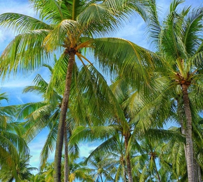 Bud rot of palms detected in some parts of SA
