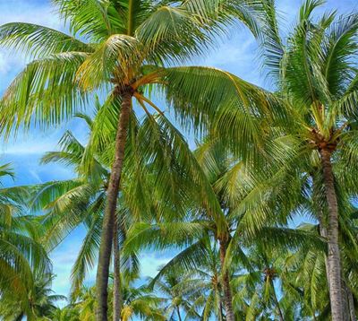 Bud rot of palms detected in some parts of SA