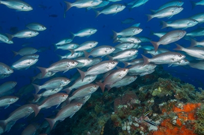 Government hopeful to issue 15-year rights to small-scale fishers