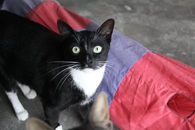 All sorts for adoption at SPCA