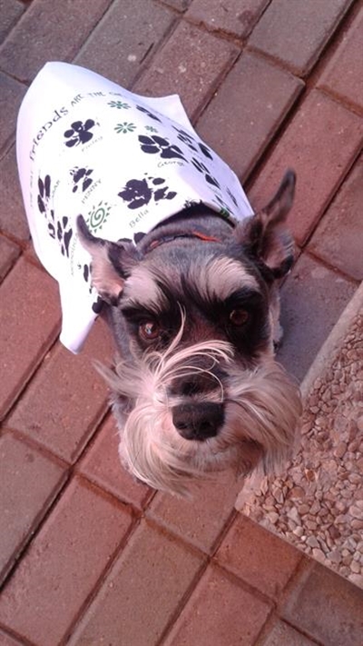 Buy a tea towel and help pets