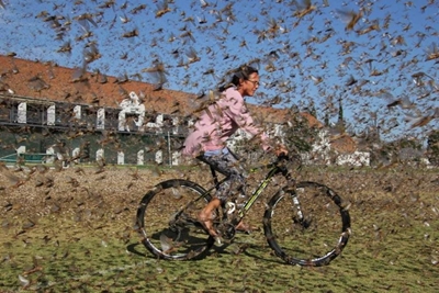 Sprinkaanplaag tref Oos-Kaap weer