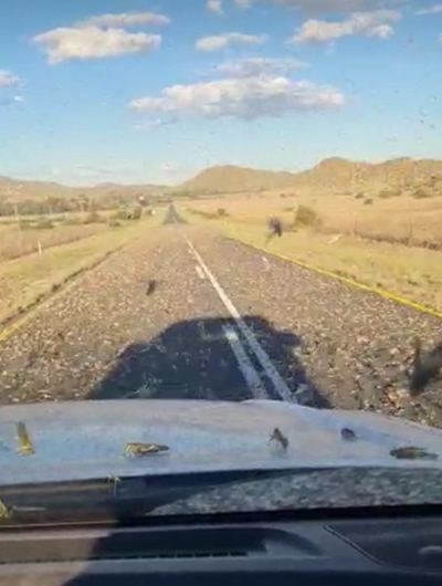 Swarm of wild locusts