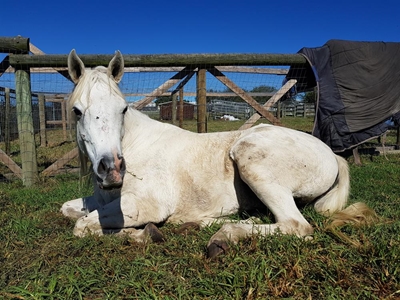 Relentless thieves not horsing around