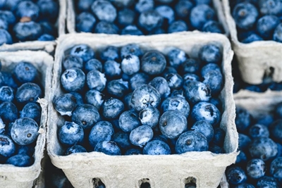 Demand for SA ‘superfood’ blueberries booming