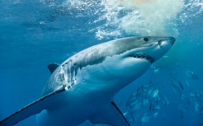 At least 8,000 great white sharks off Australia coast: researchers