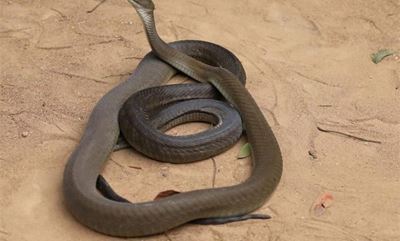 Ford highlights World Snake Day