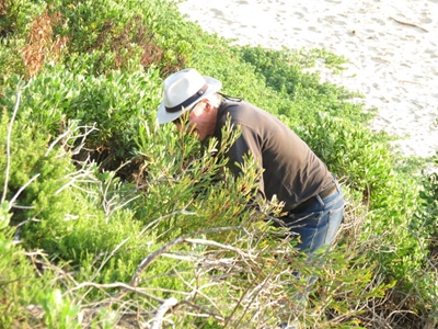 Stilbaai Bewaringstrust roei indringer rooipitjie uit