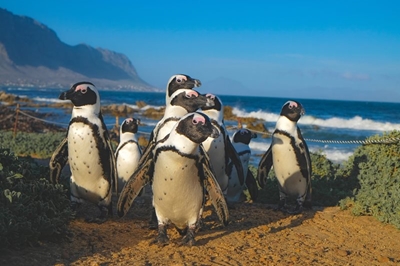 Everyone loves penguins
