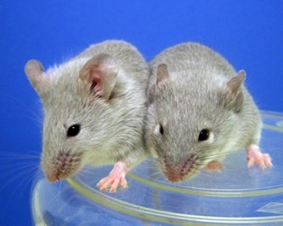 More than 3000 animals euthanised after alleged neglect