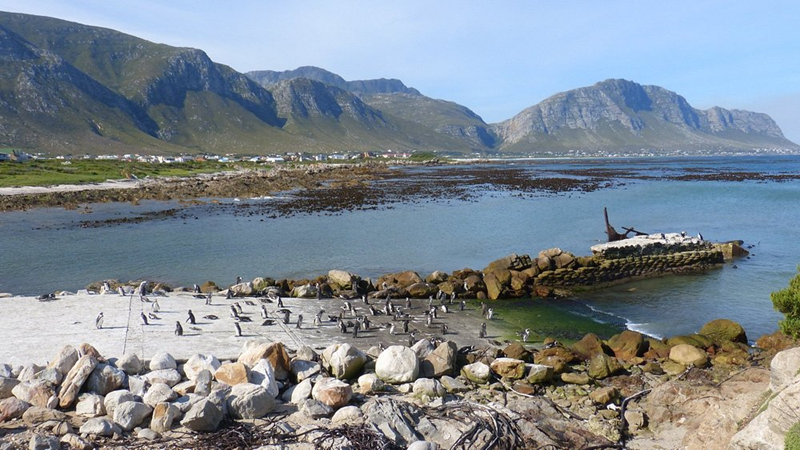 What's killing South Africa's seals?