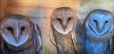 Oudste van Churchowl-kroos dood gevind