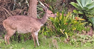 Garden gets 'antelope stamp of approval'