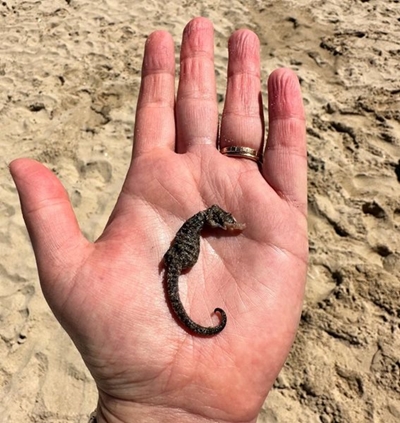 Save the SEAHORSE