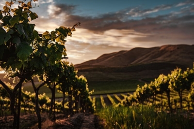 SA wine industry appeals to treasury