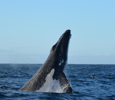 Plett's a whale of a town for all!