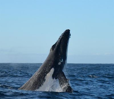 Plett's a whale of a town for all!