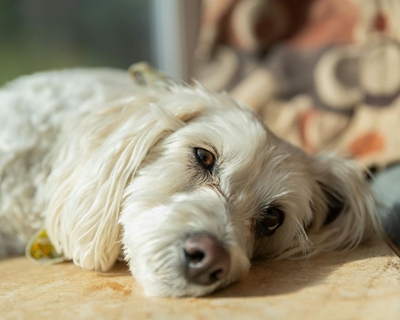 Pet-friendly housing remains a sore point in George