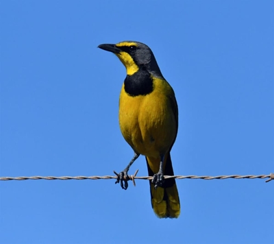 Birding bliss
