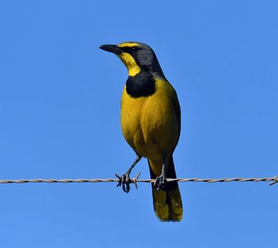 Birding bliss
