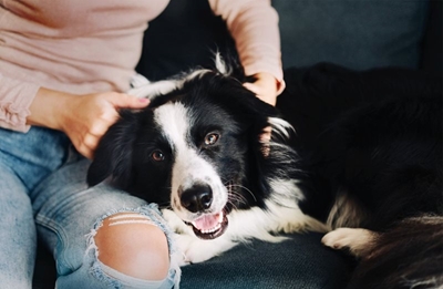 Pet owners can proactively limit rabies through vaccinations