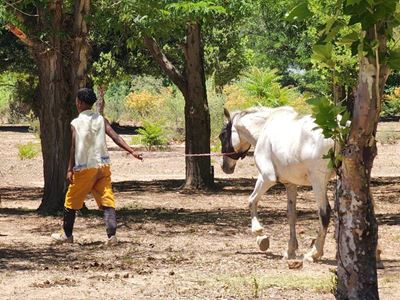 130 horses receive treatment  in Nieu-Bethesda