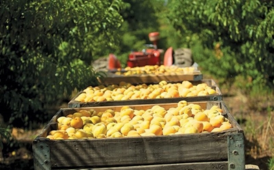 Marginal uptick in SA’s agribusiness confidence