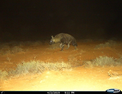 Near-threatened species spotted