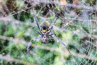Hierdie spinnekop nie aggressief nie