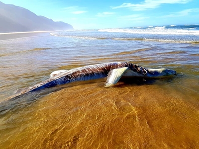First whale shark beached in 3 years