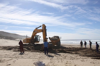 Whale carcass removed
